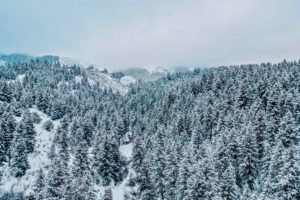 Snowy forest