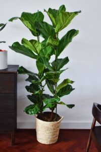 Small houseplant tree